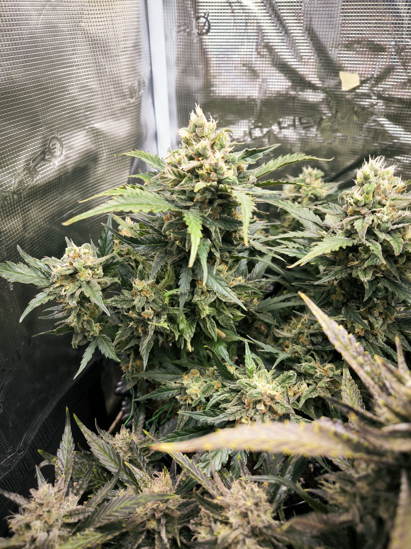 Sour Diesel Auto