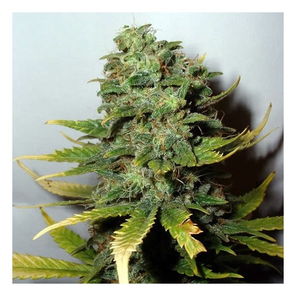 Super Skunk Feminised Seeds