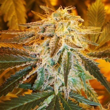 Northern Light Auto Feminised Seeds
