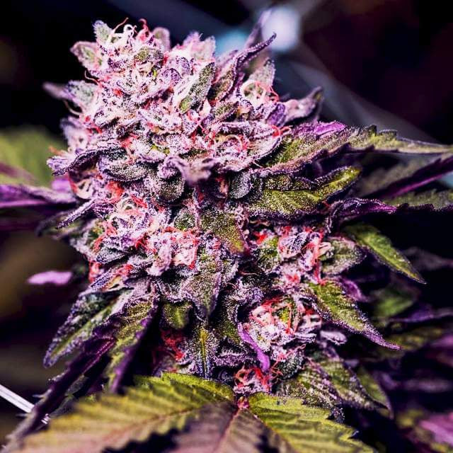 Gelato Feminised Seeds