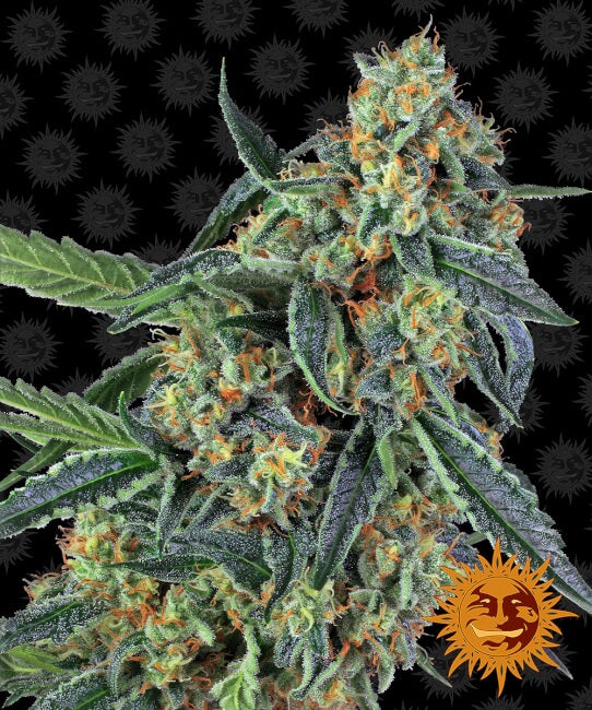Cookies Kush Feminised Seeds