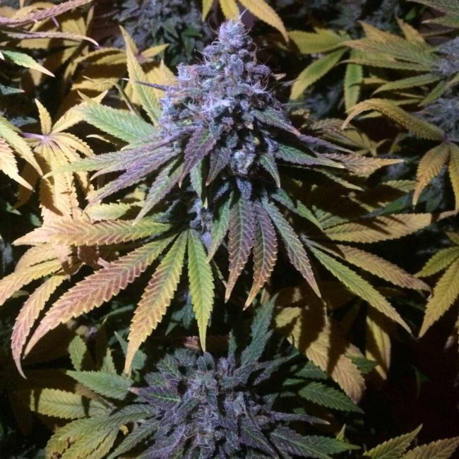 Grandaddy Purple FAST Feminised Seeds