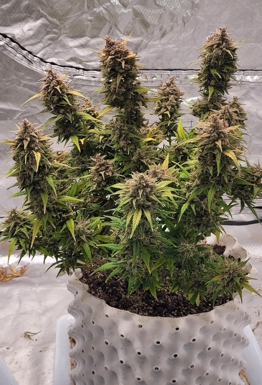 Gorilla Cookies Auto Feminised Seeds