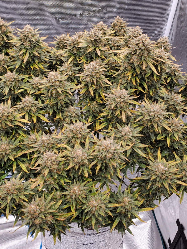 Strawberry Banana Auto