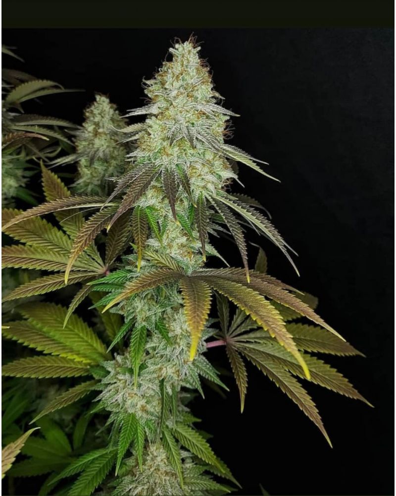 818 Headband Aka Sour OG Feminised Seeds