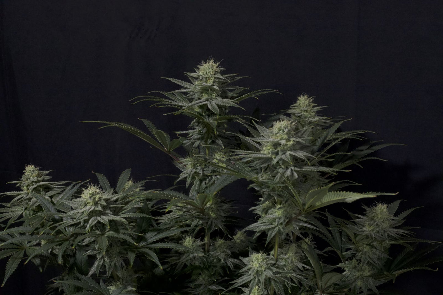 GG4 Sherbet Fast Feminised Seeds