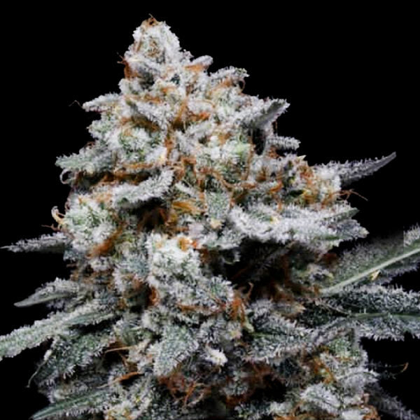 CheMACal Romance Auto Cannabis Seeds