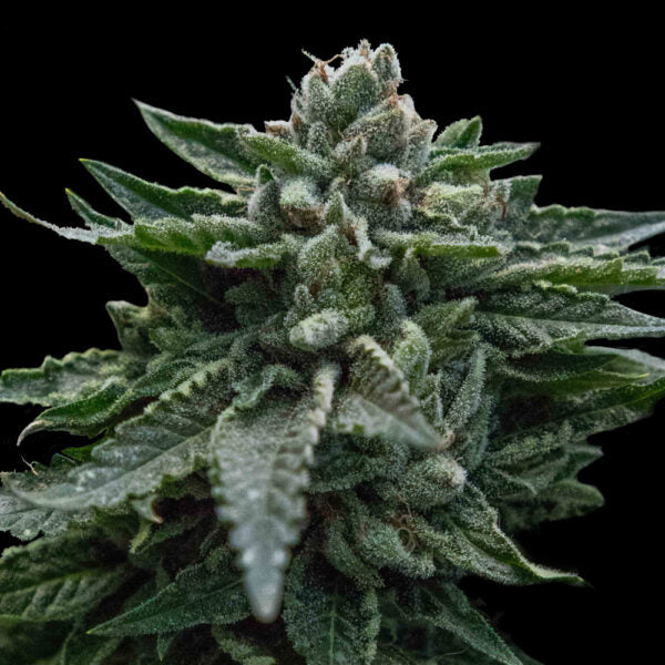 Double Dipped Strawberries Feminised Seeds