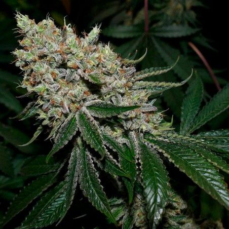 Gorilla Glue #4 Feminised Seeds