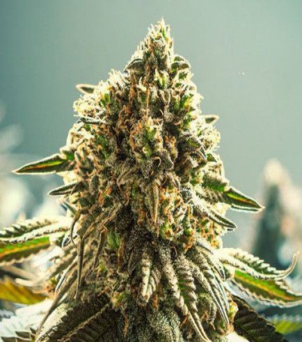 Apple Fritter Auto Feminised Seeds