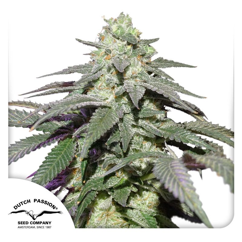 Skywalker Haze Auto Feminised Seeds