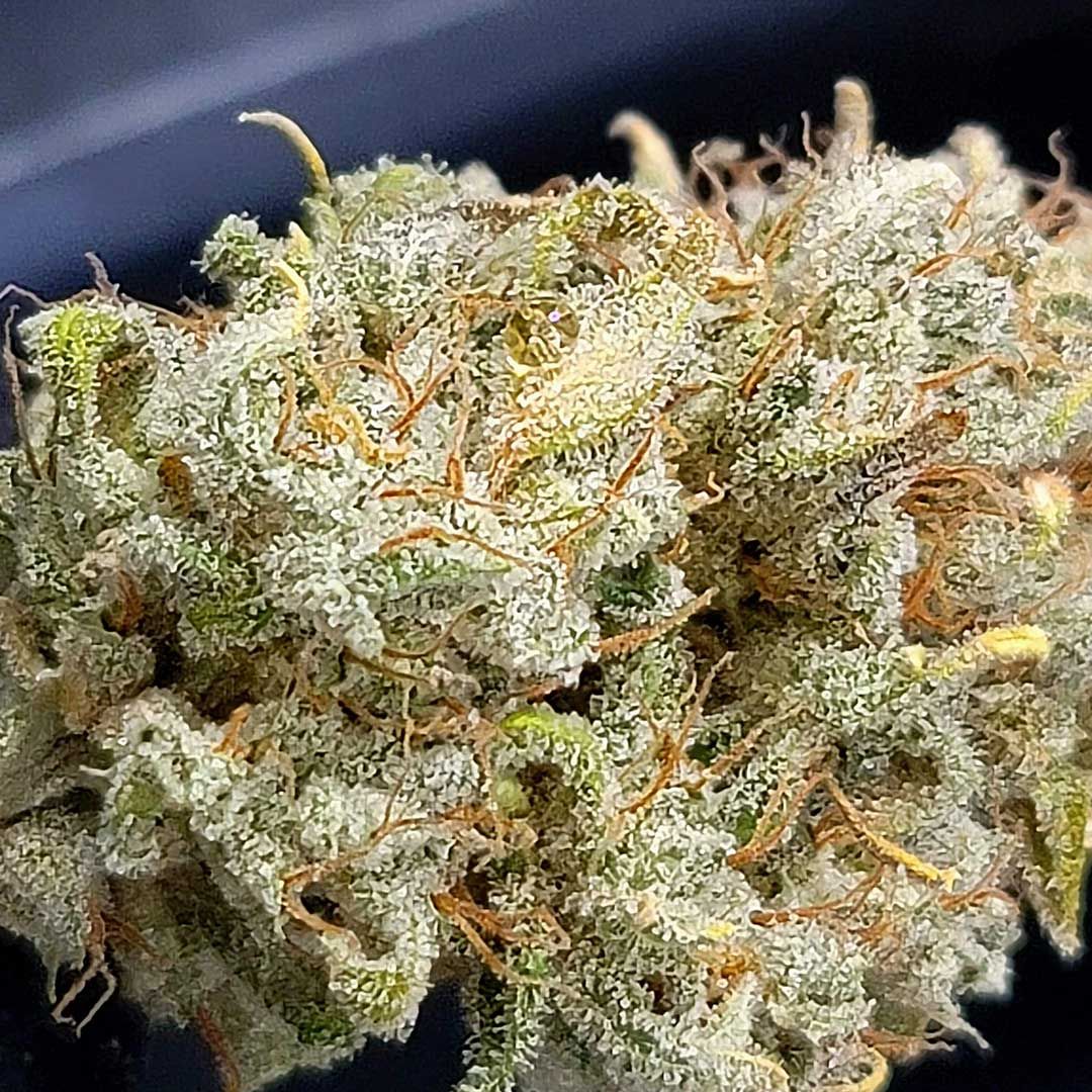 Think Big Auto Feminised Seeds