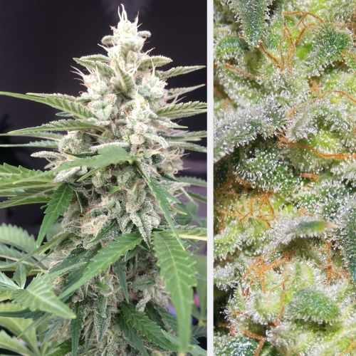 White Widow Auto Feminised Seeds