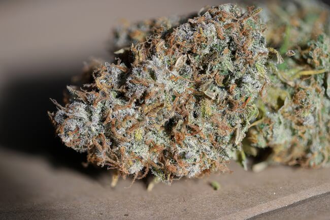 Jealousy Feminised Seeds