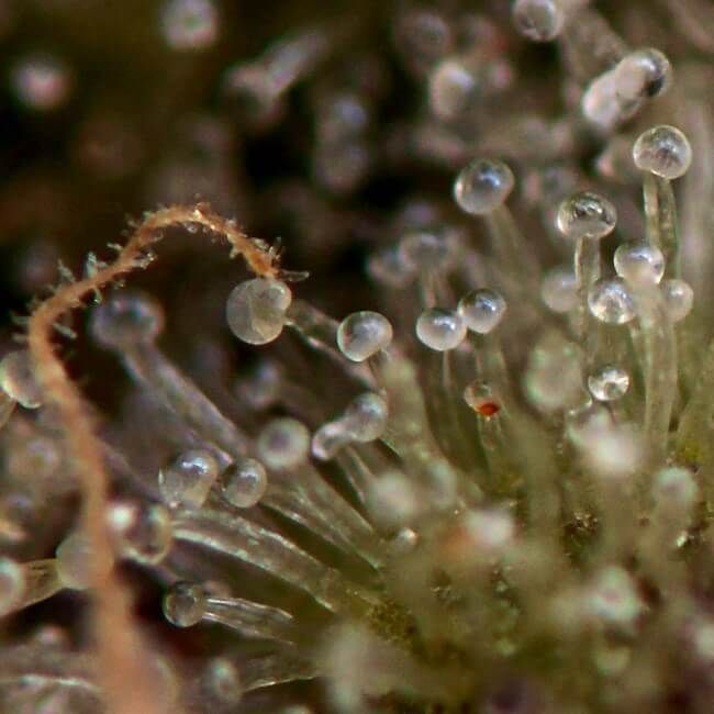 Lemon Cherry Gelato Feminised Seeds - BULK x 100