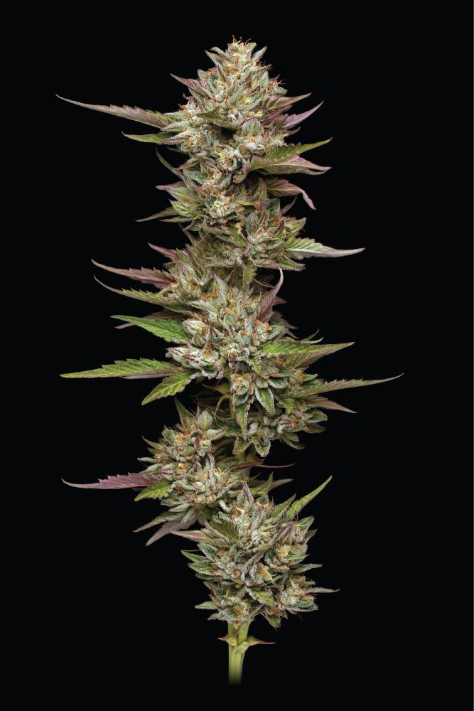 Moon Fog Feminized Seeds