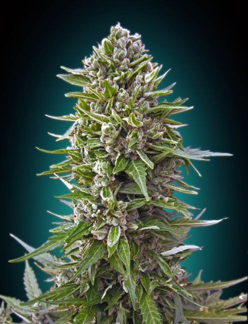 Northern Lights Auto Feminised Seeds