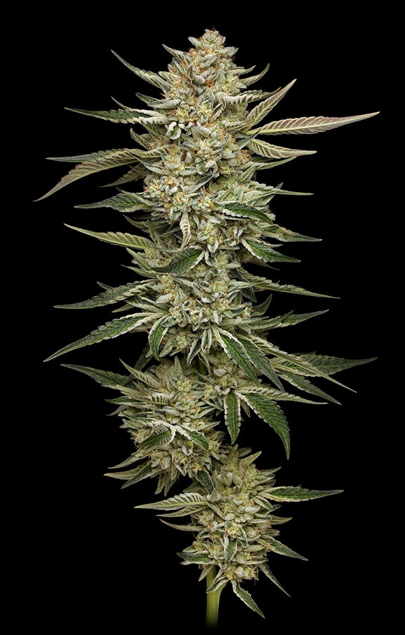 OG Triploid Auto Feminized Seeds