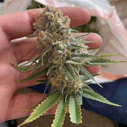 Power Plant Feminised Seeds