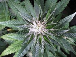 Skywalker Feminised Seeds
