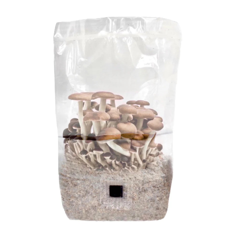 ShroomTek' All-In-One Mushroom Grow Bag (12 Bags )