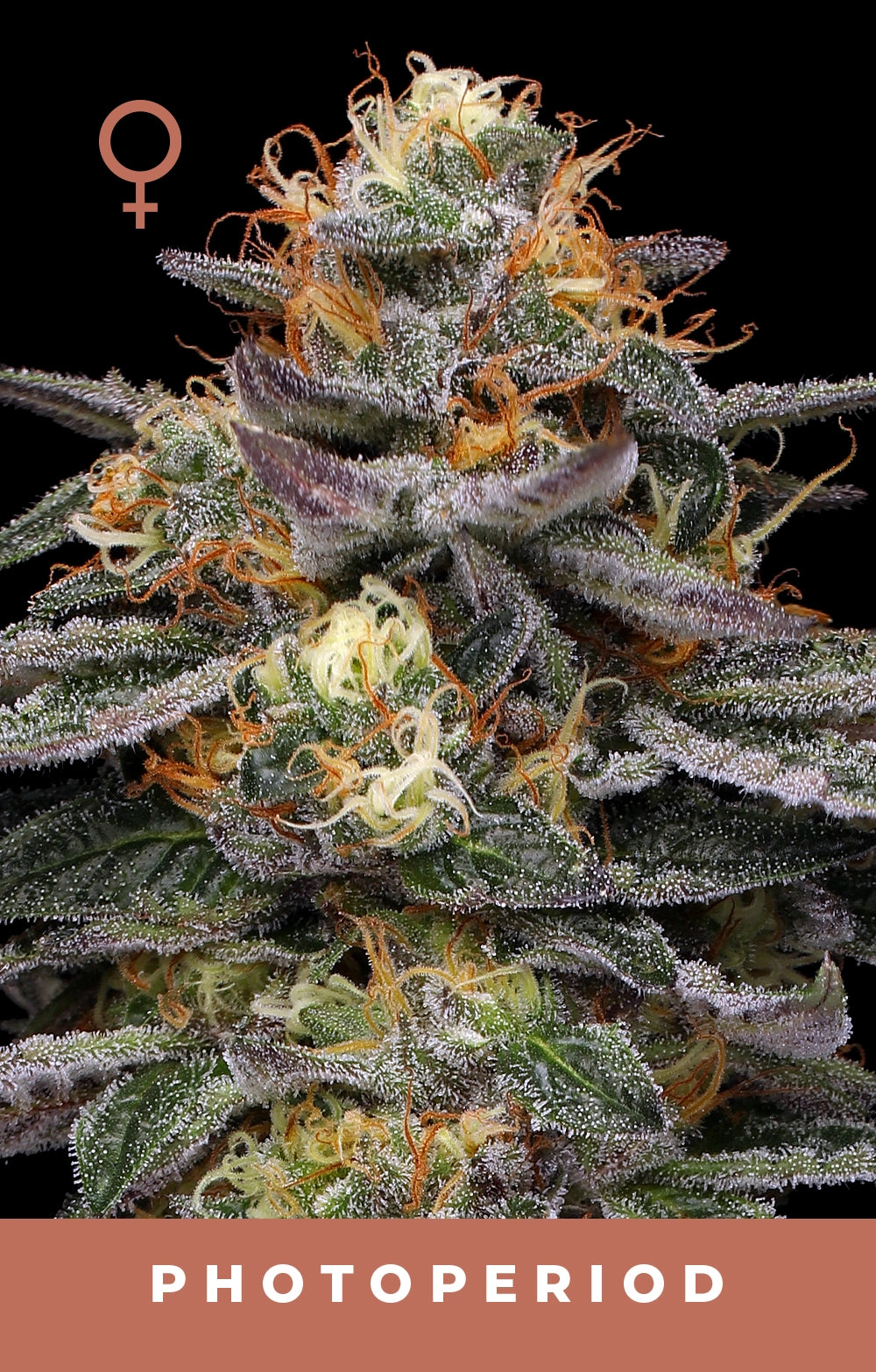 Vanilla Frosting Feminized Seeds
