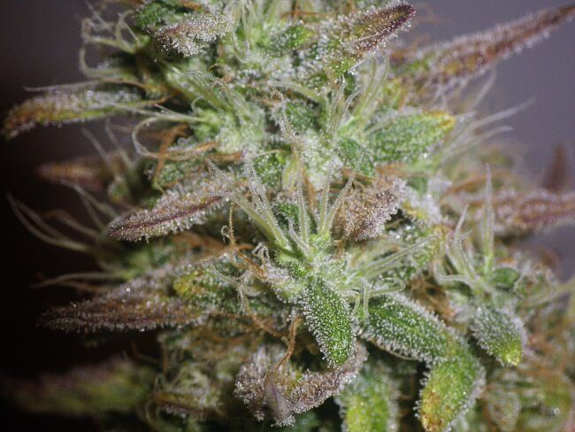 White Widow Feminised Seeds