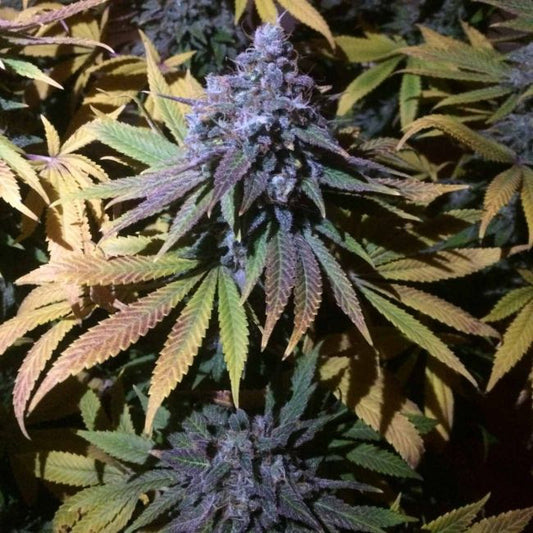 Autoflower seeds meaning