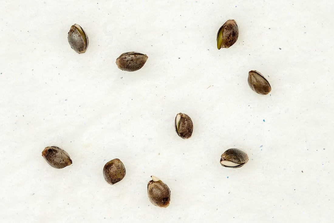 What’s the best method for germinating cannabis seeds?