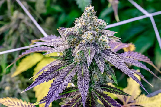 Best Strains for Beginner Home Growers