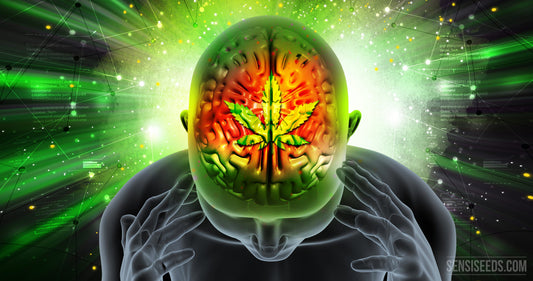 THCA gummies effects