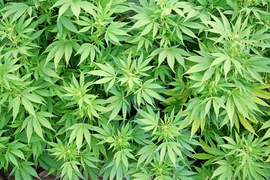 photoperiod vs autoflower