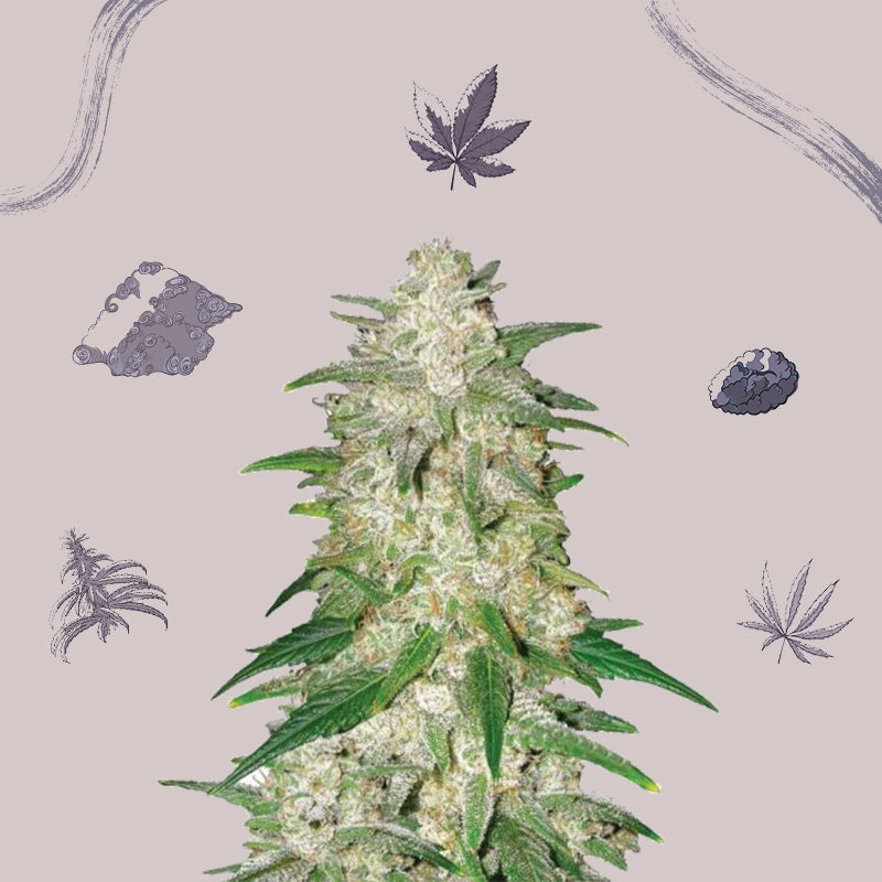 Cannabis Seeds