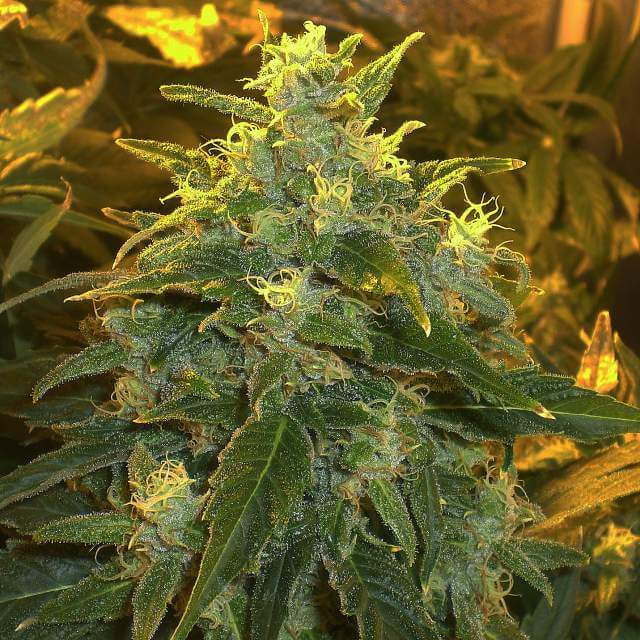 Northern Light Feminised Seeds
