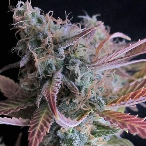 Raspberry Cough Feminised Seeds