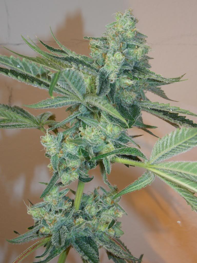 Girl Scout Cookies Feminised Seeds