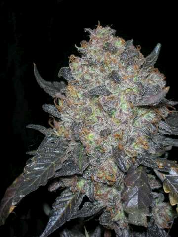 Black Water Feminised Seeds