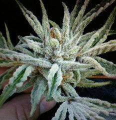 Buddha Tahoe OG Feminised Seeds