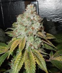 Larry OG Kush Feminised Seeds