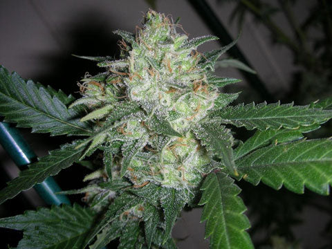 OGiesel Feminised Seeds