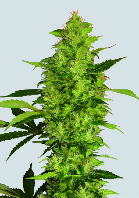Grand Daddy Purple Regular Seeds