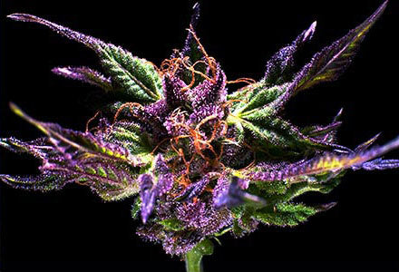 Ken's Original GDP (Grand Daddy Purple) Feminised Seeds