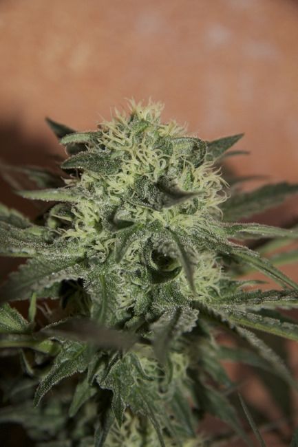 Trainwreck Auto Feminised Seeds