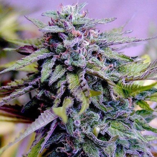 Grandaddy Purple Feminised Seeds - BULK x 100