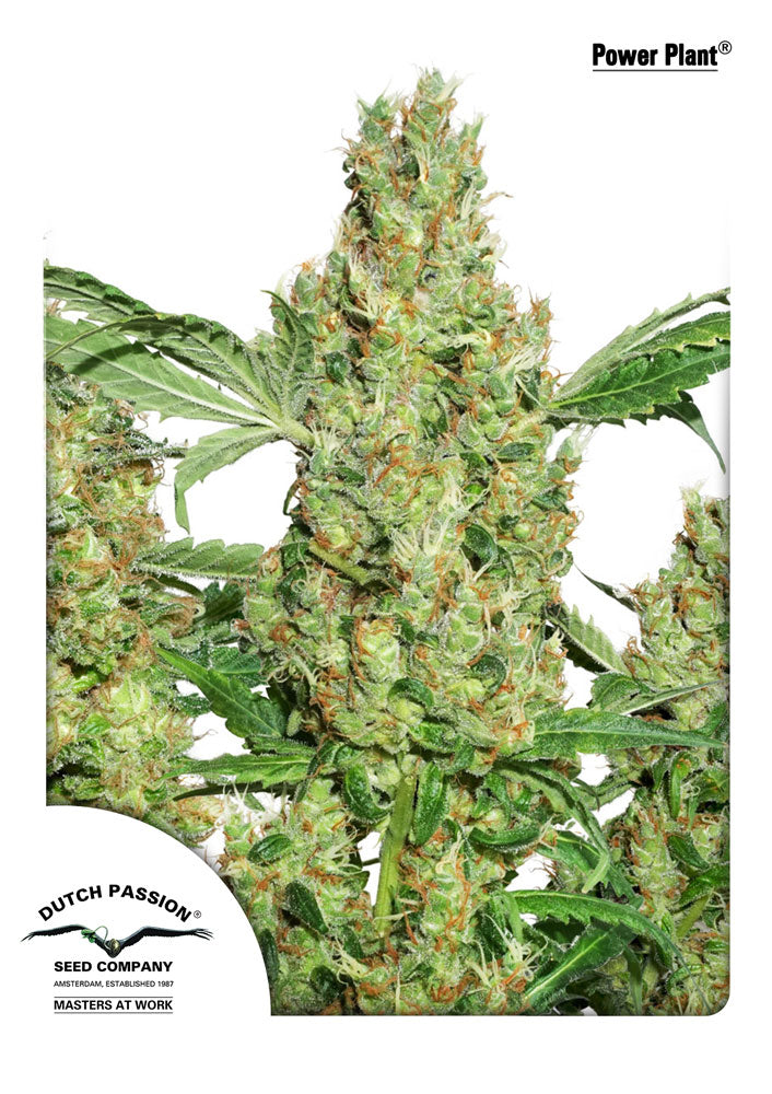 Power Plant Feminised Seeds