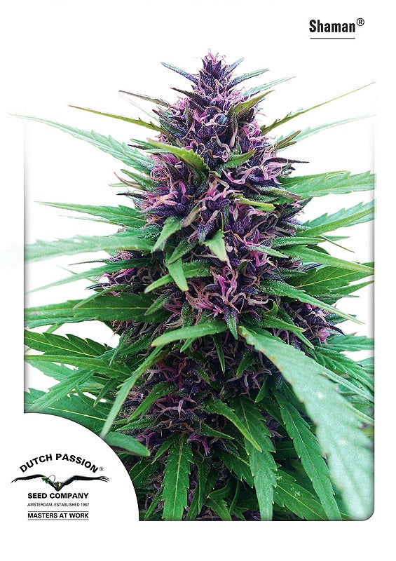 Shaman Feminised Seeds