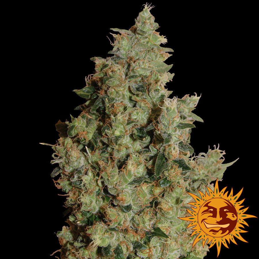 Tangerine Dream Feminised Seeds