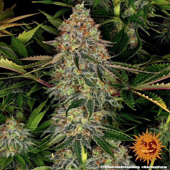 Tangerine Dream Auto Feminised Seeds