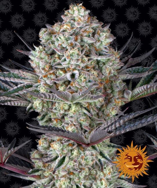 Dos Si Dos 33 Feminised Seeds