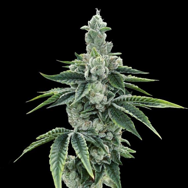 Recon 2.0 Feminised Seeds